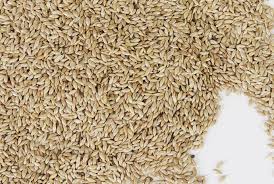 Canary seeds