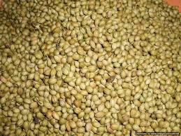 Coriander seeds