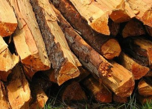 Firewood